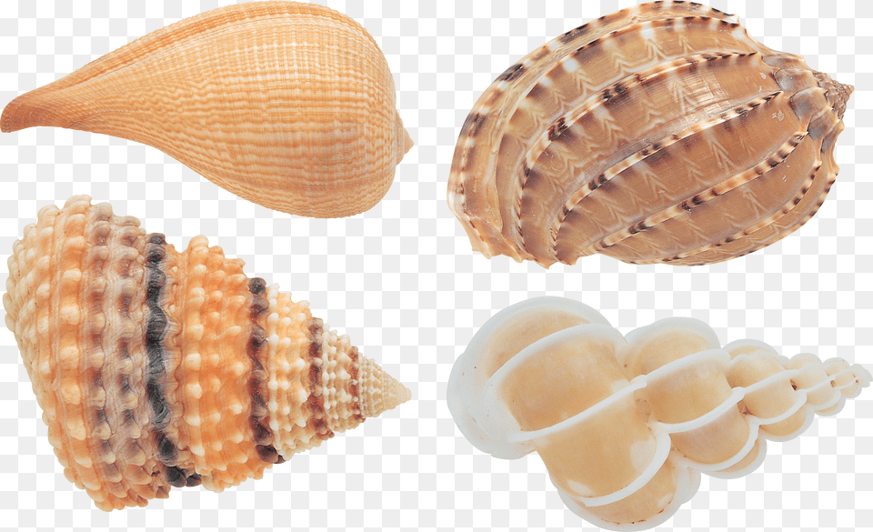 Seashell Free Png Download