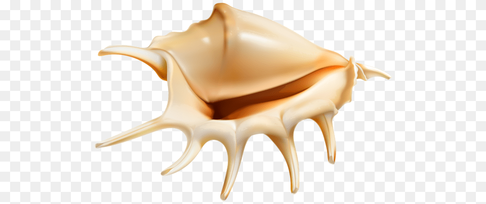 Seashell, Animal, Invertebrate, Sea Life, Conch Free Png