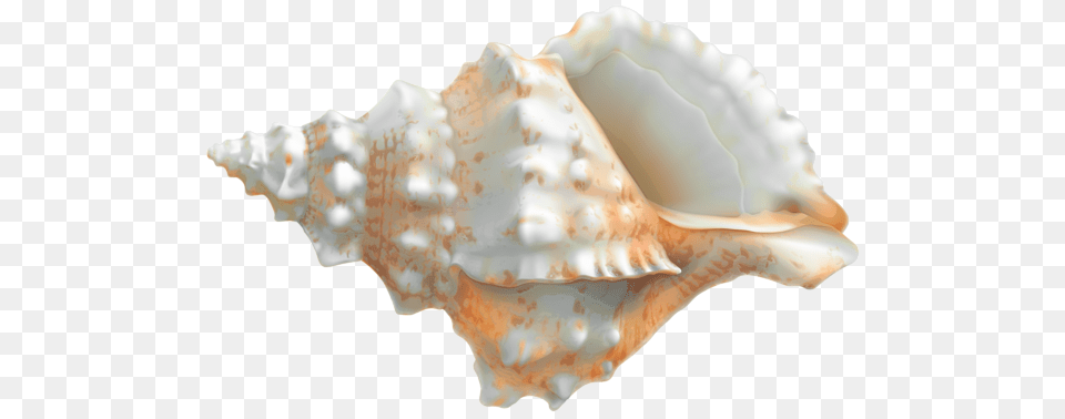 Seashell, Animal, Invertebrate, Sea Life, Conch Png Image