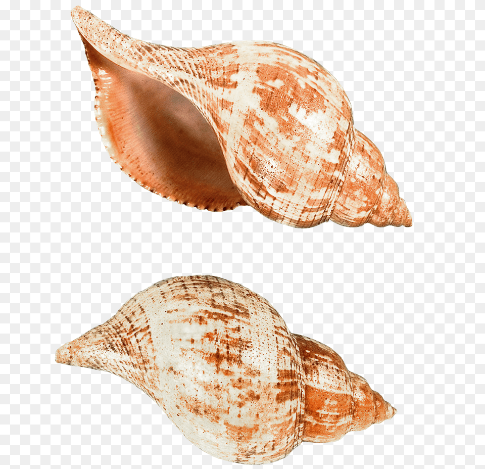 Seashell, Animal, Invertebrate, Sea Life, Conch Free Png Download