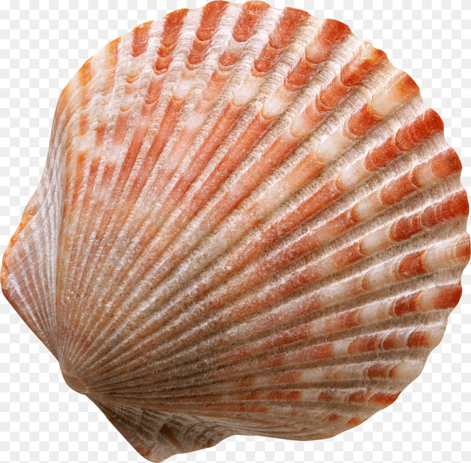 Seashell Free Transparent Png