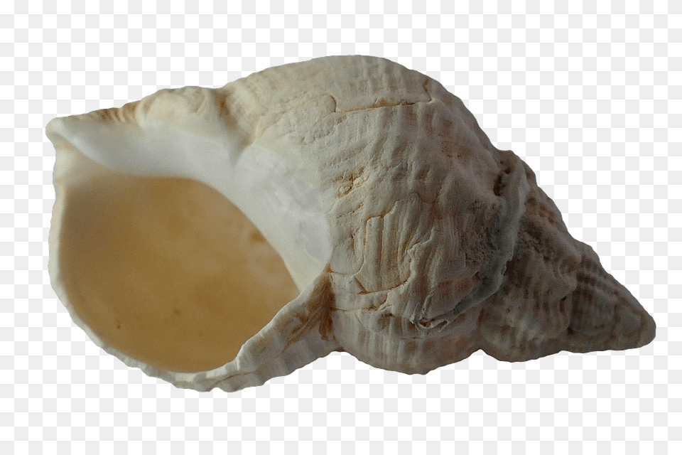 Seashell, Animal, Invertebrate, Sea Life, Conch Free Png