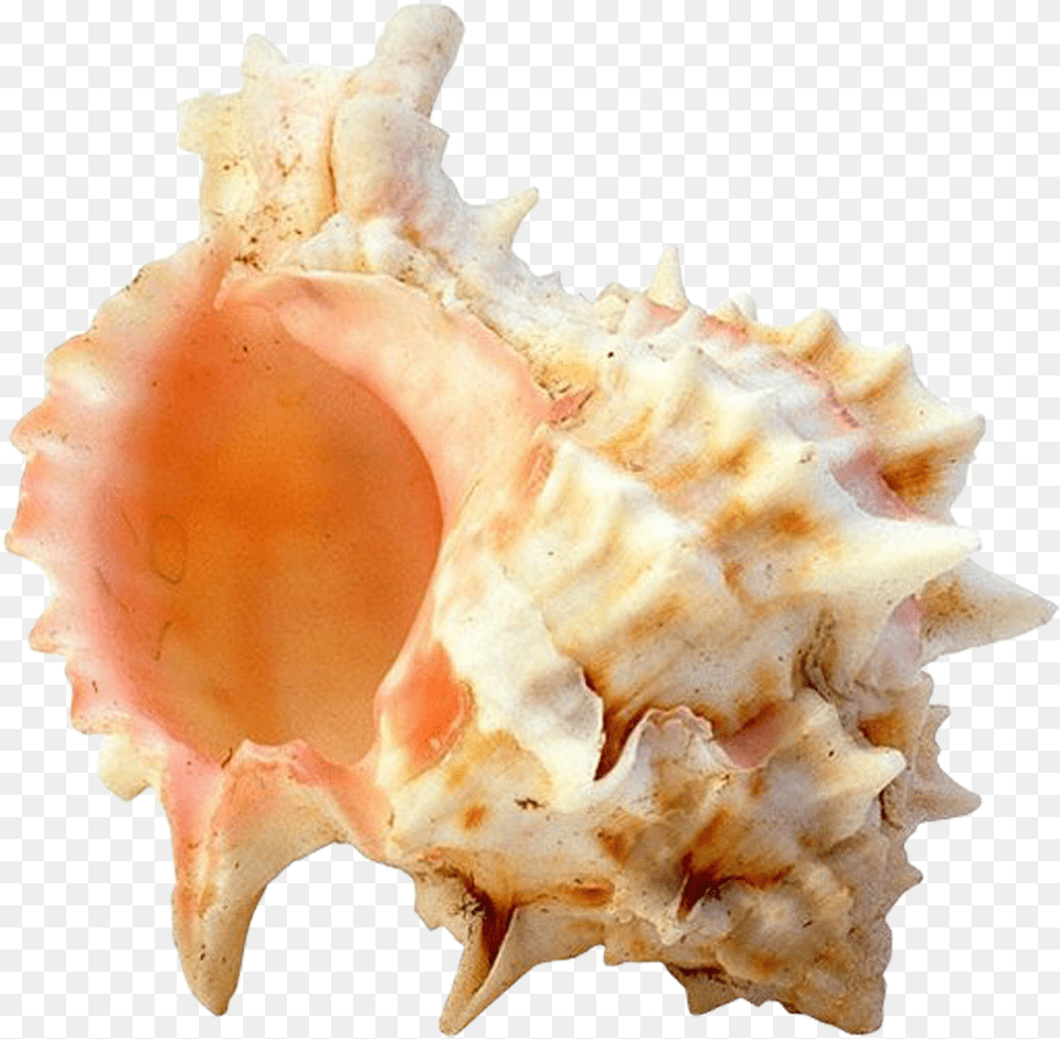 Seashell, Animal, Invertebrate, Sea Life, Conch Free Transparent Png