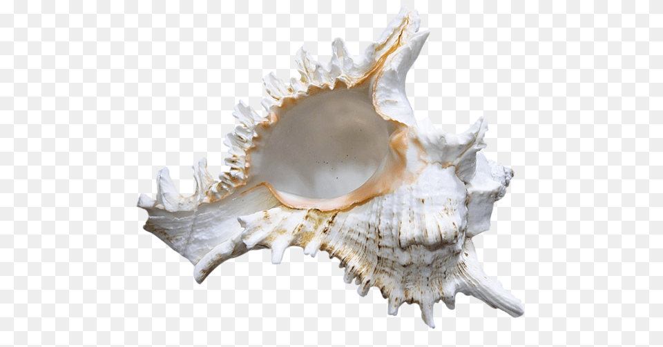 Seashell, Animal, Invertebrate, Sea Life, Conch Free Png Download