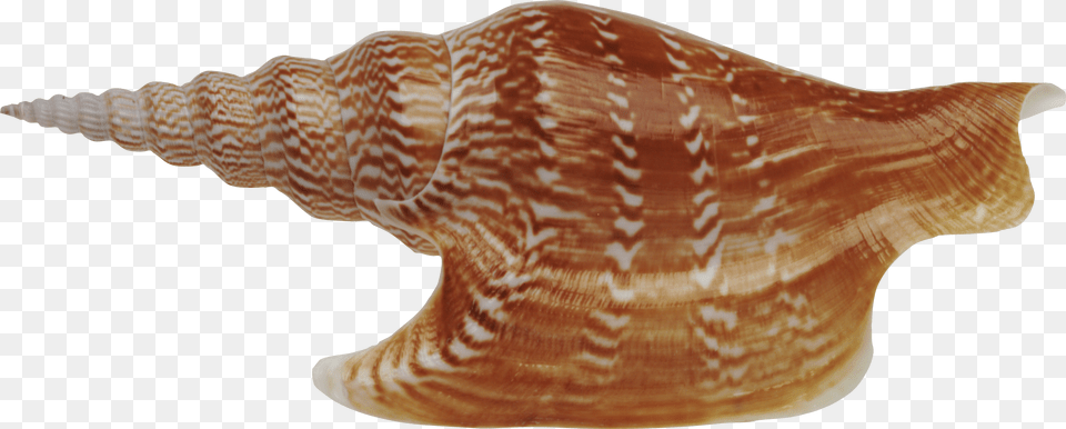 Seashell, Animal, Invertebrate, Sea Life, Conch Png
