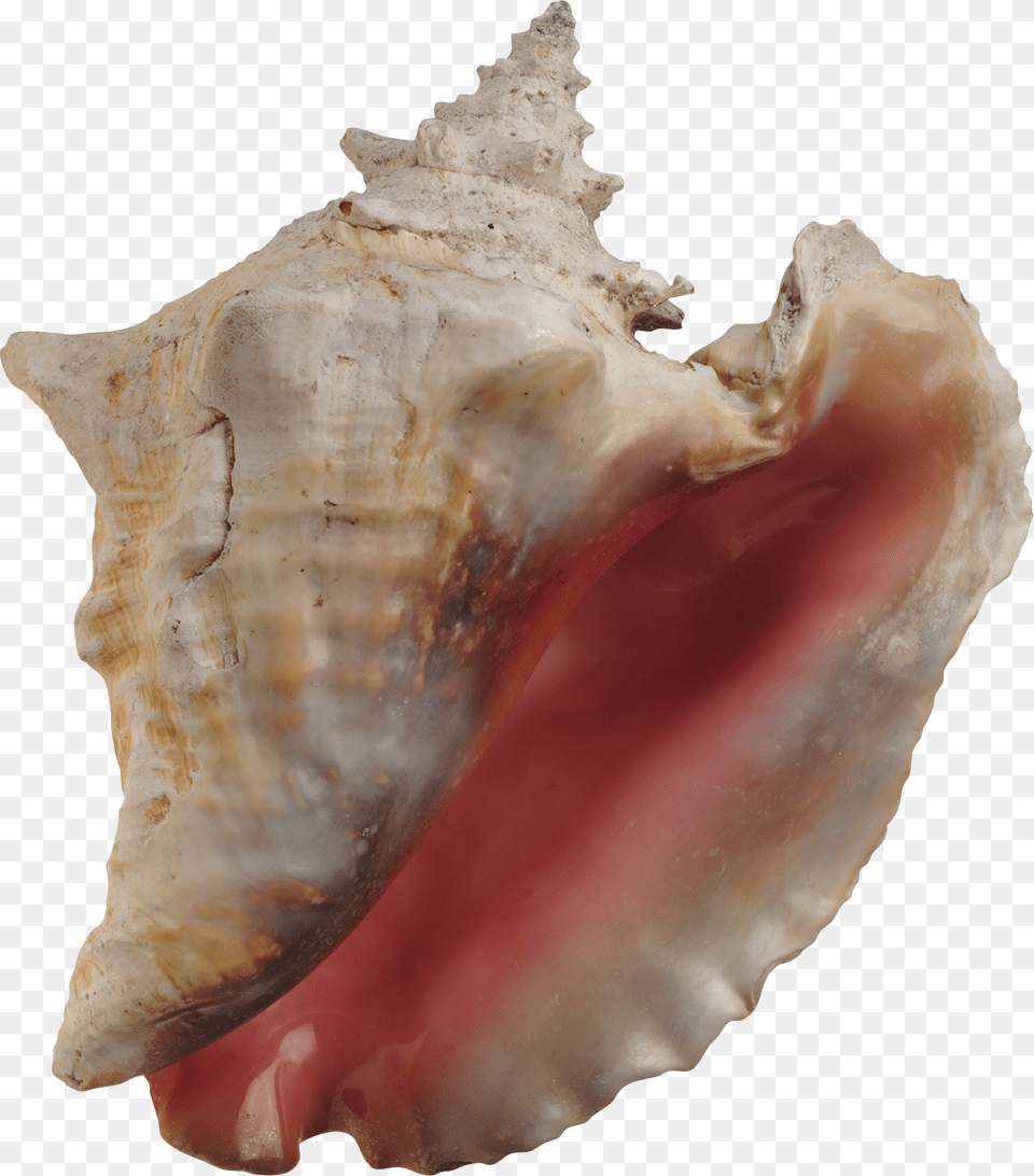 Seashell, Animal, Conch, Invertebrate, Sea Life Png