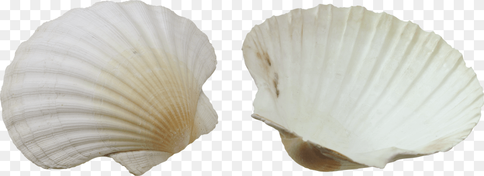 Seashell, Animal, Clam, Food, Invertebrate Png