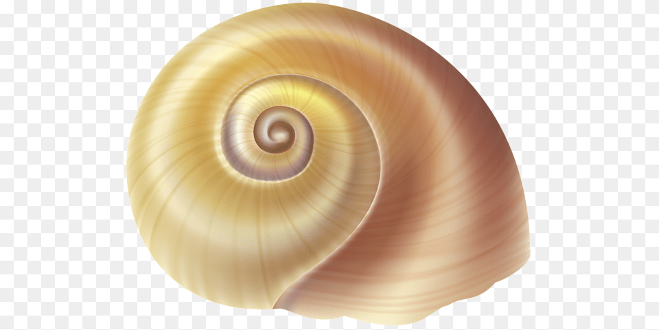 Seashell, Animal, Invertebrate, Sea Life, Plate Free Png