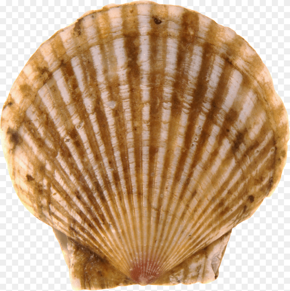 Seashell, Animal, Clam, Food, Fungus Png Image
