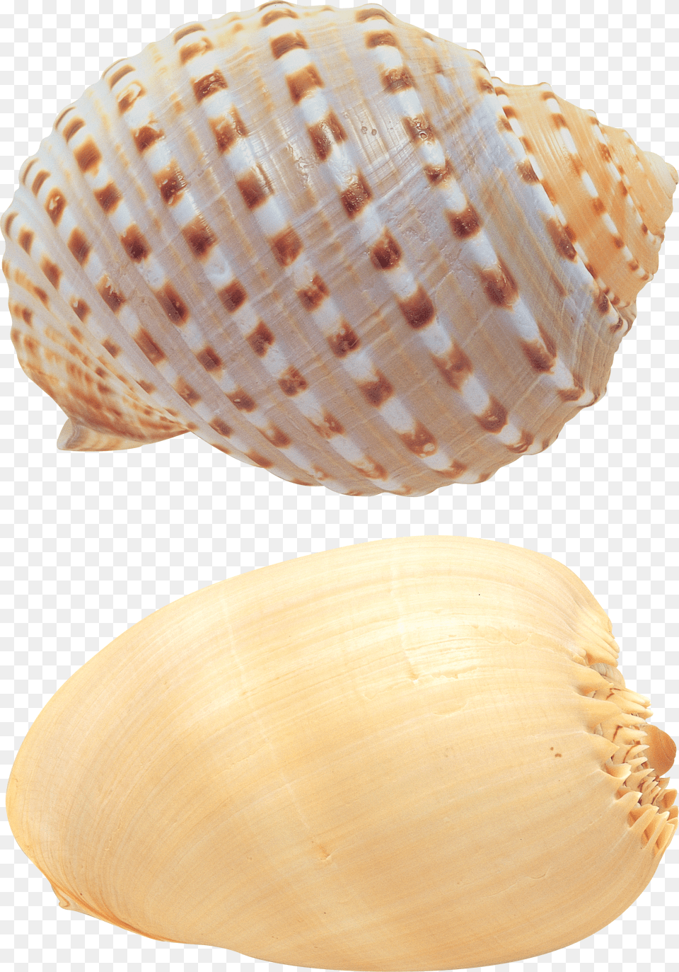 Seashell Free Transparent Png