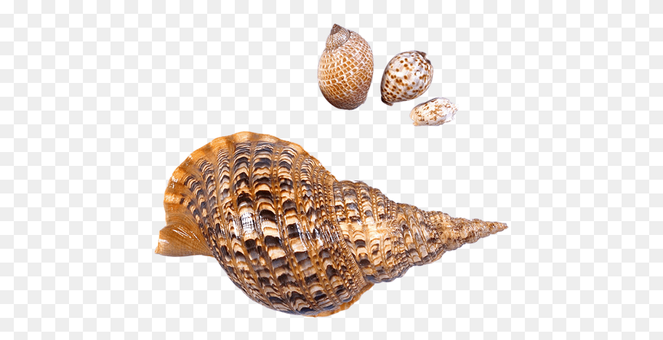 Seashell, Animal, Invertebrate, Sea Life, Conch Free Transparent Png