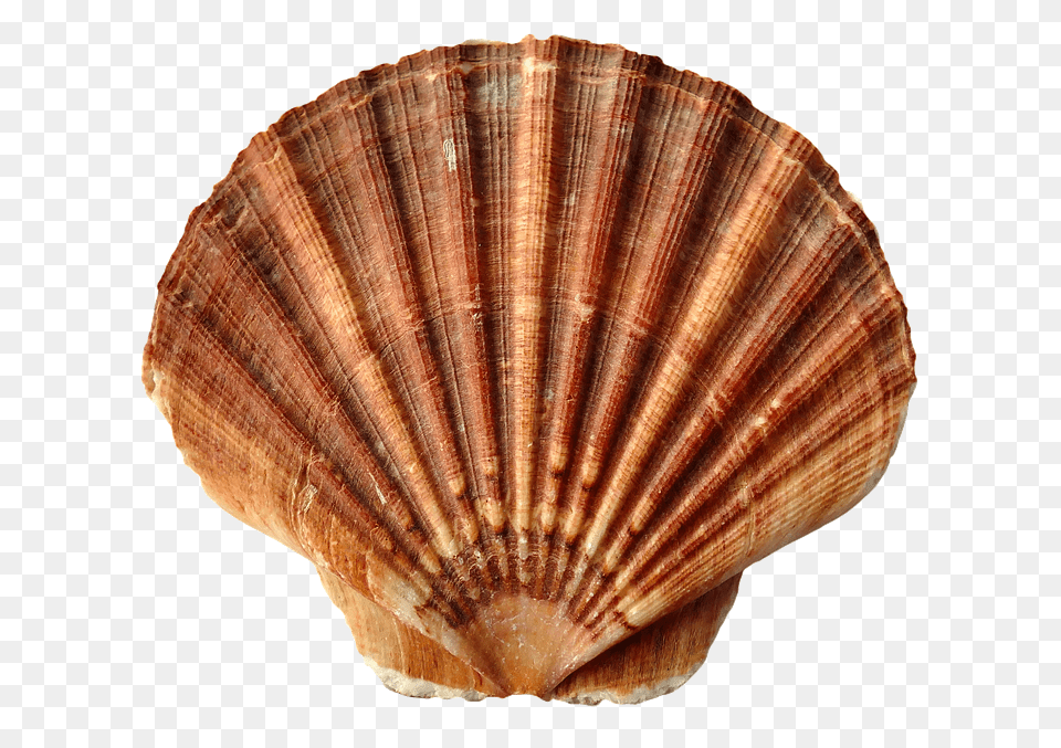 Seashell, Animal, Clam, Food, Invertebrate Free Png