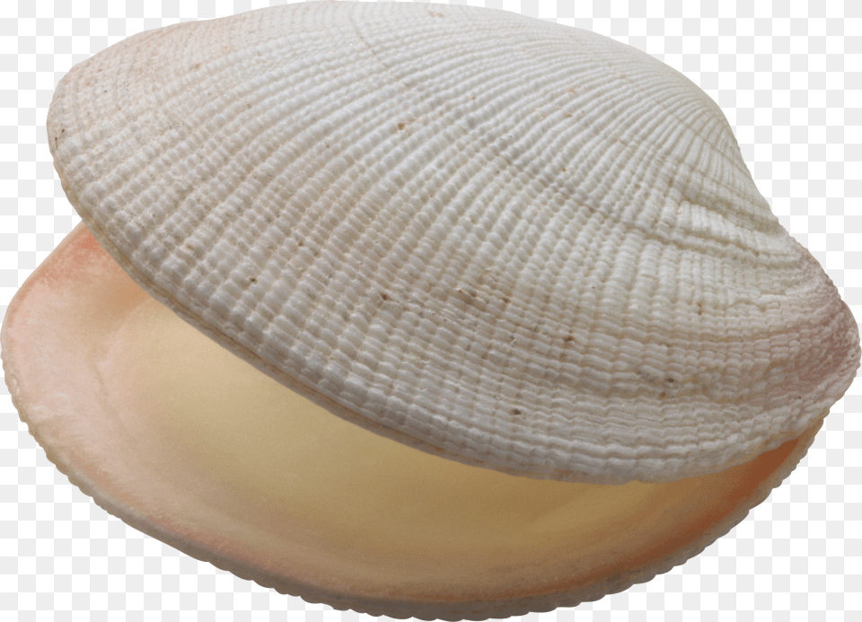 Seashell Png