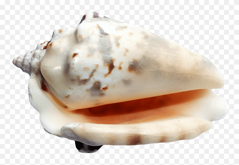 Seashell, Animal, Invertebrate, Sea Life, Conch Free Png Download
