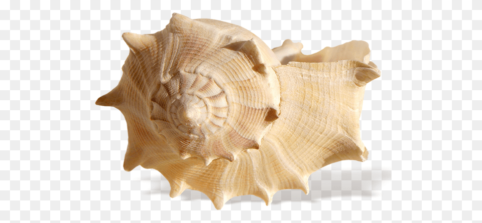 Seashell, Animal, Invertebrate, Sea Life, Conch Png