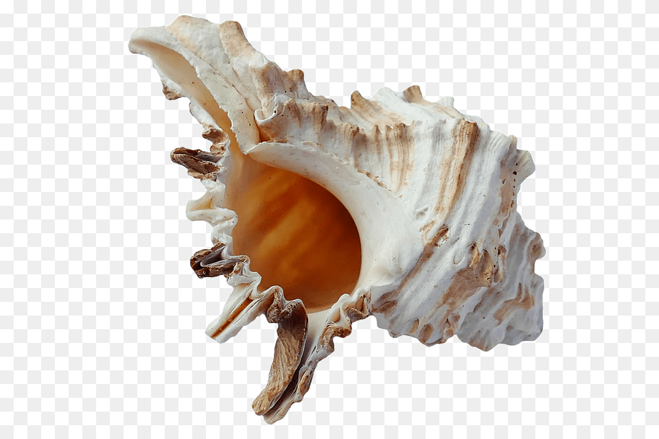 Seashell, Animal, Invertebrate, Sea Life, Conch Free Transparent Png