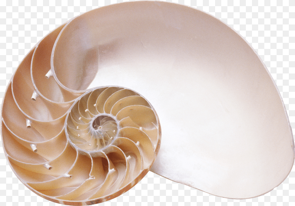 Seashell Png