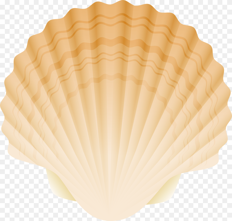 Seashell Free Transparent Png