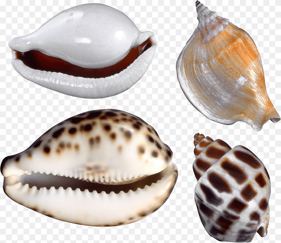 Seashell Free Transparent Png