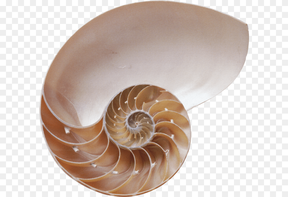 Seashell, Animal, Sea Life, Invertebrate, Spiral Free Png
