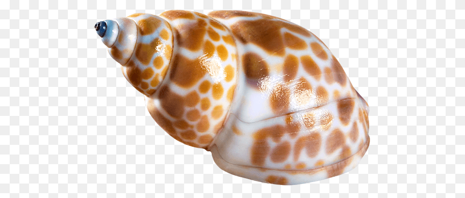 Seashell, Animal, Invertebrate, Sea Life, Conch Png Image