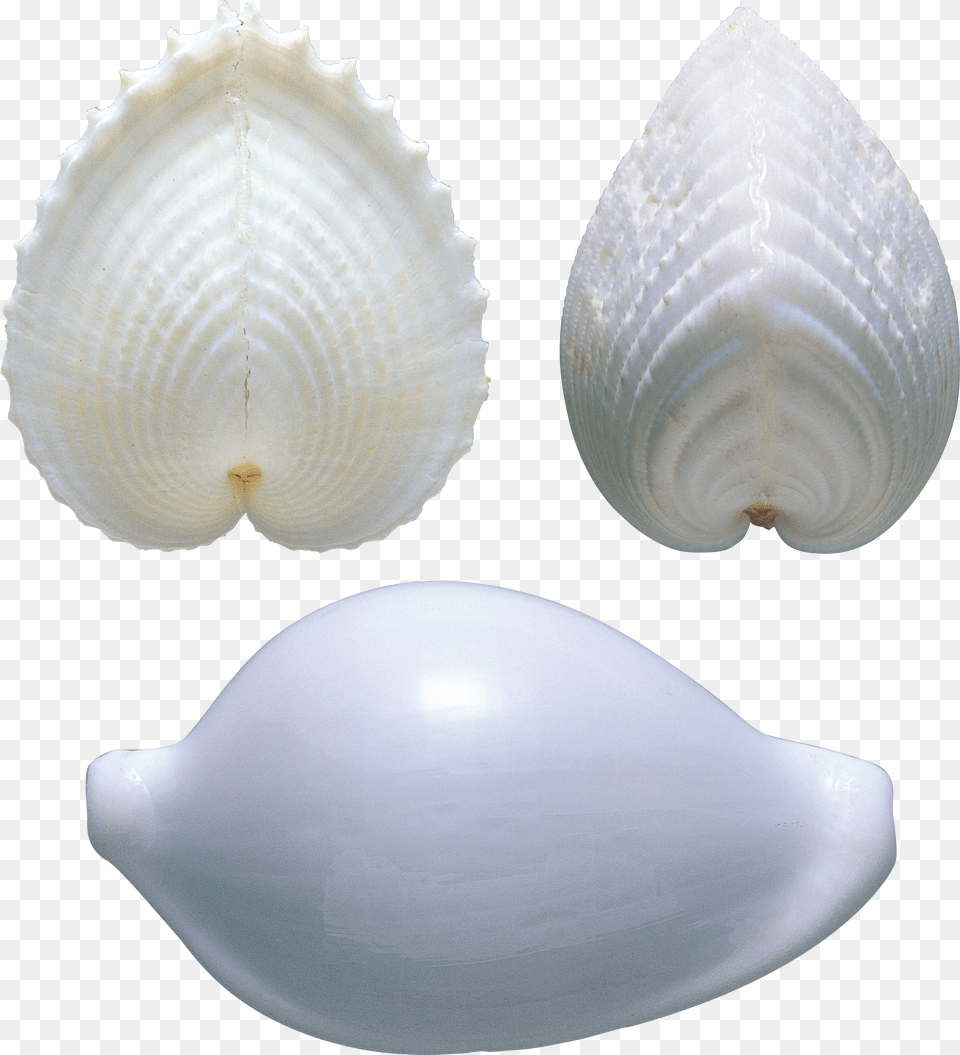 Seashell Free Transparent Png