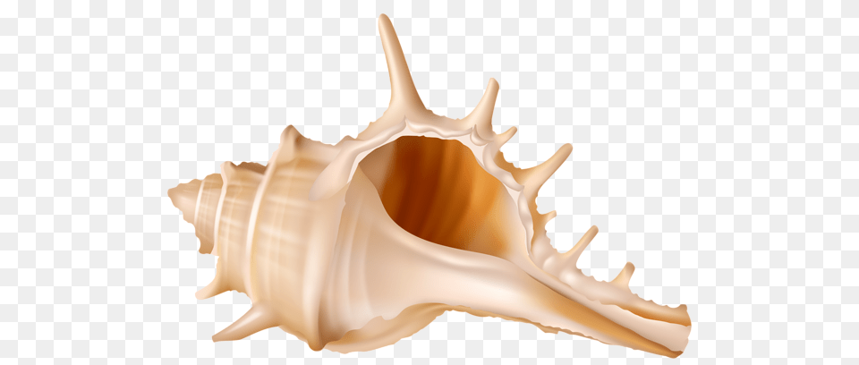 Seashell, Animal, Invertebrate, Sea Life, Conch Png Image