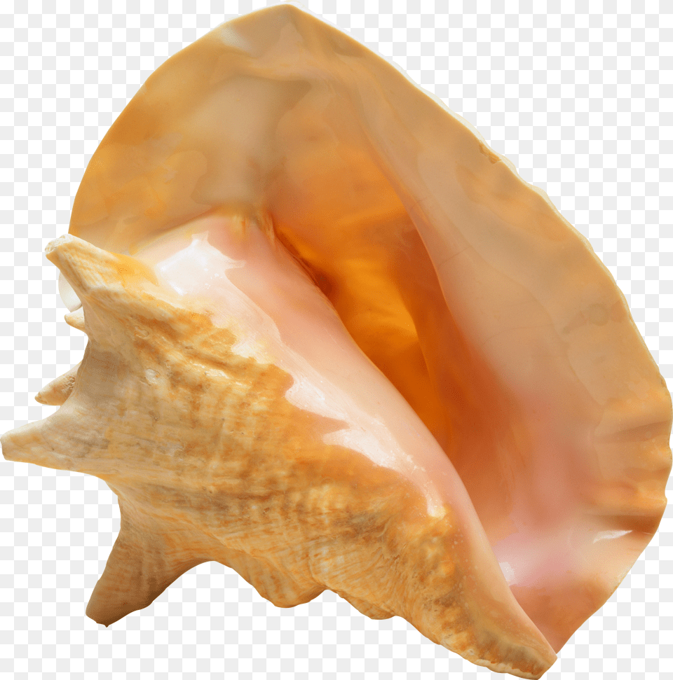 Seashell, Animal, Conch, Invertebrate, Sea Life Free Png Download