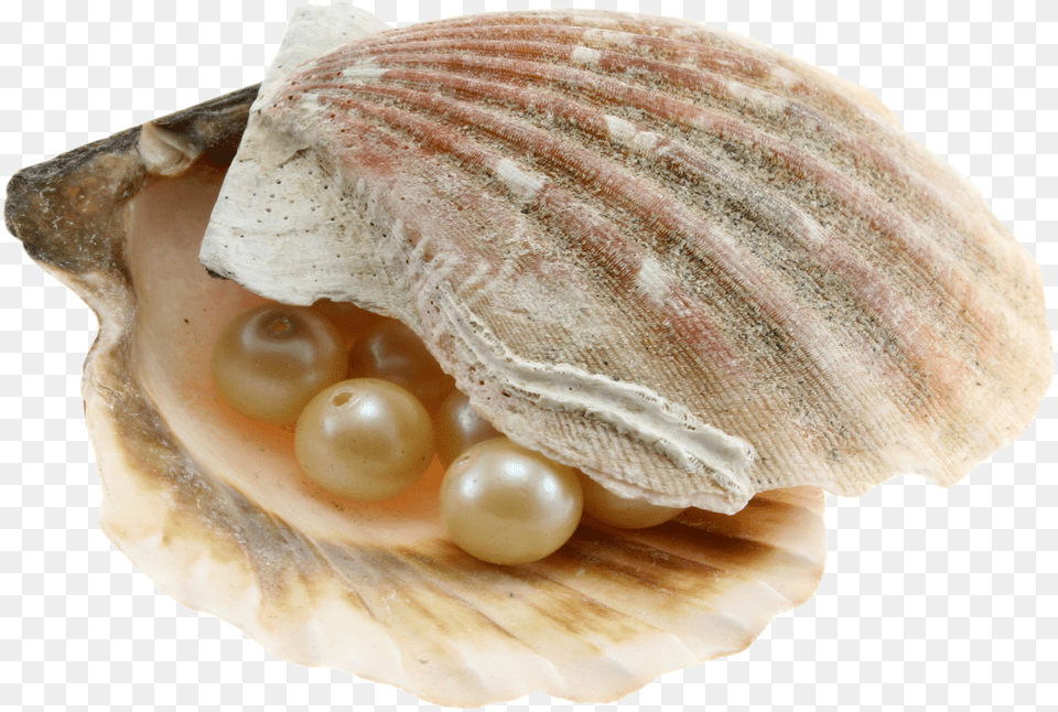 Seashell, Accessories, Seafood, Sea Life, Invertebrate Png