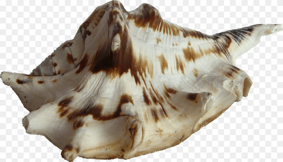 Seashell, Animal, Sea Life, Invertebrate, Conch Png Image