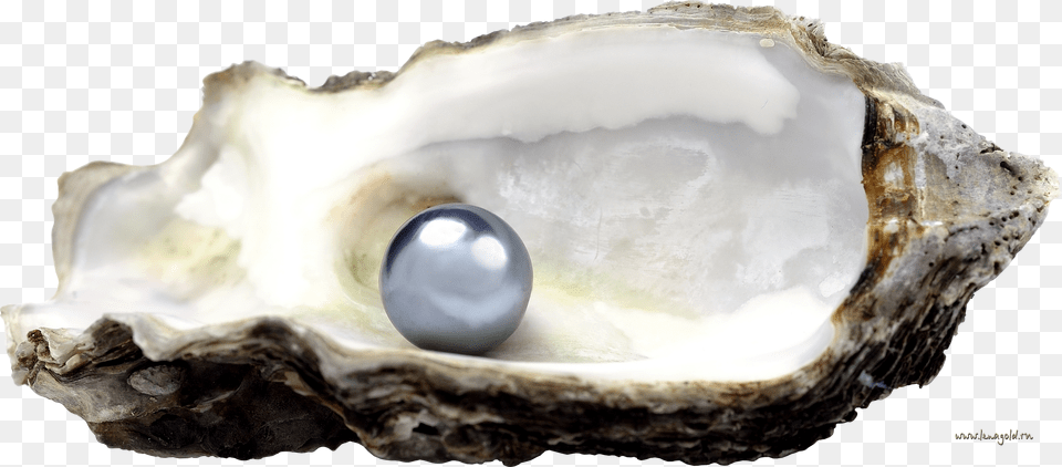 Seashell, Accessories, Jewelry, Pearl, Food Png Image
