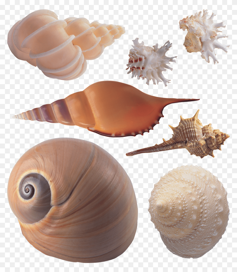 Seashell Png Image