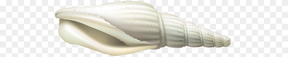 Seashell, Animal, Invertebrate, Sea Life, Conch Png