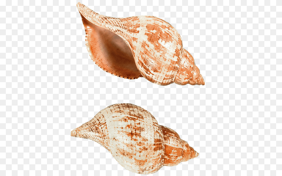 Seashell, Animal, Invertebrate, Sea Life, Conch Png