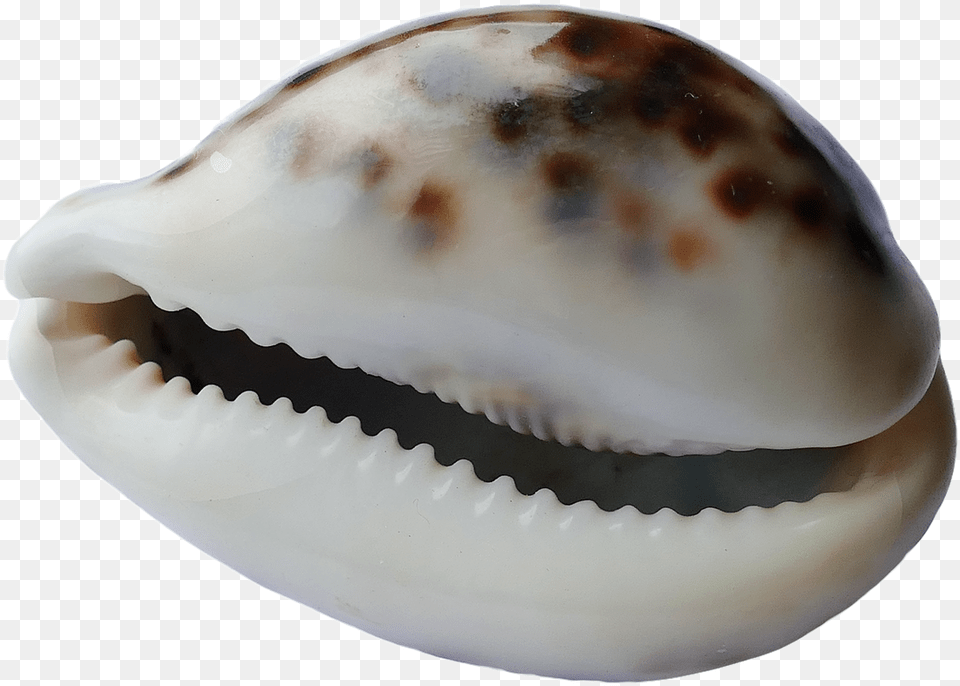 Seashell, Animal, Clam, Food, Invertebrate Free Png