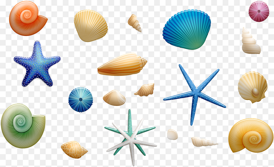 Seashell, Invertebrate, Animal, Sea Life, Insect Free Png