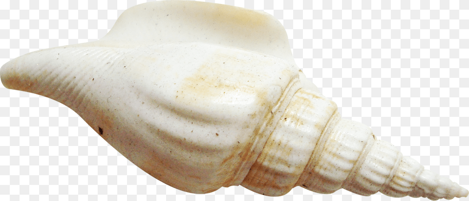 Seashell, Animal, Invertebrate, Sea Life, Conch Free Png