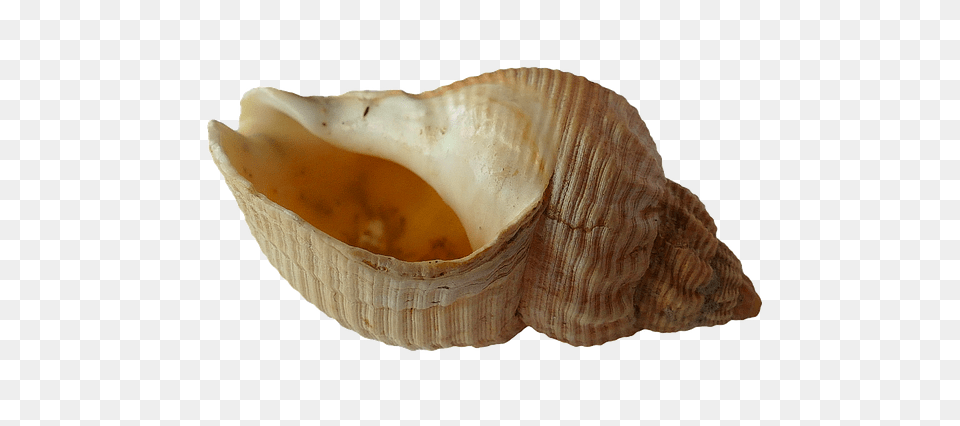 Seashell, Animal, Invertebrate, Sea Life, Conch Free Png Download