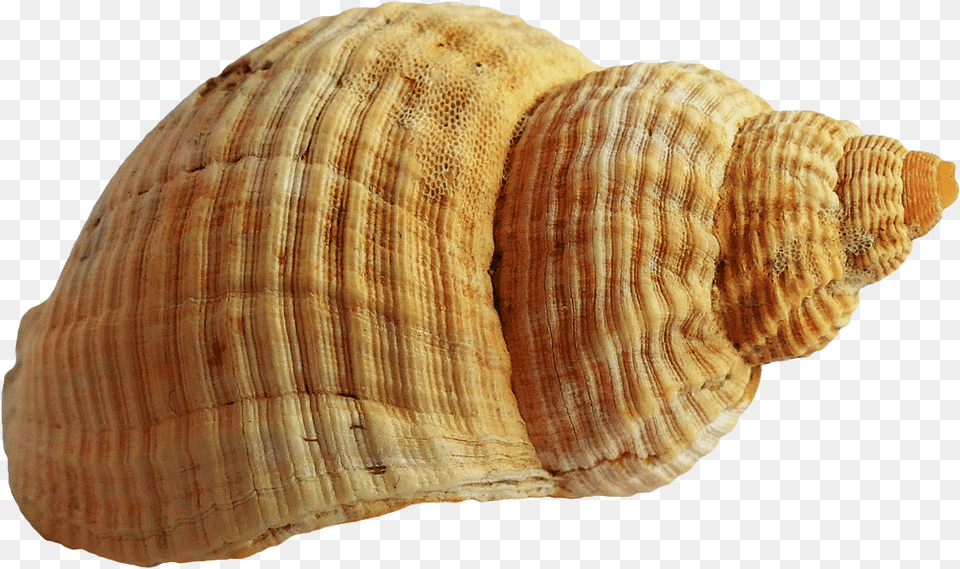 Seashell, Animal, Sea Life, Invertebrate, Food Png