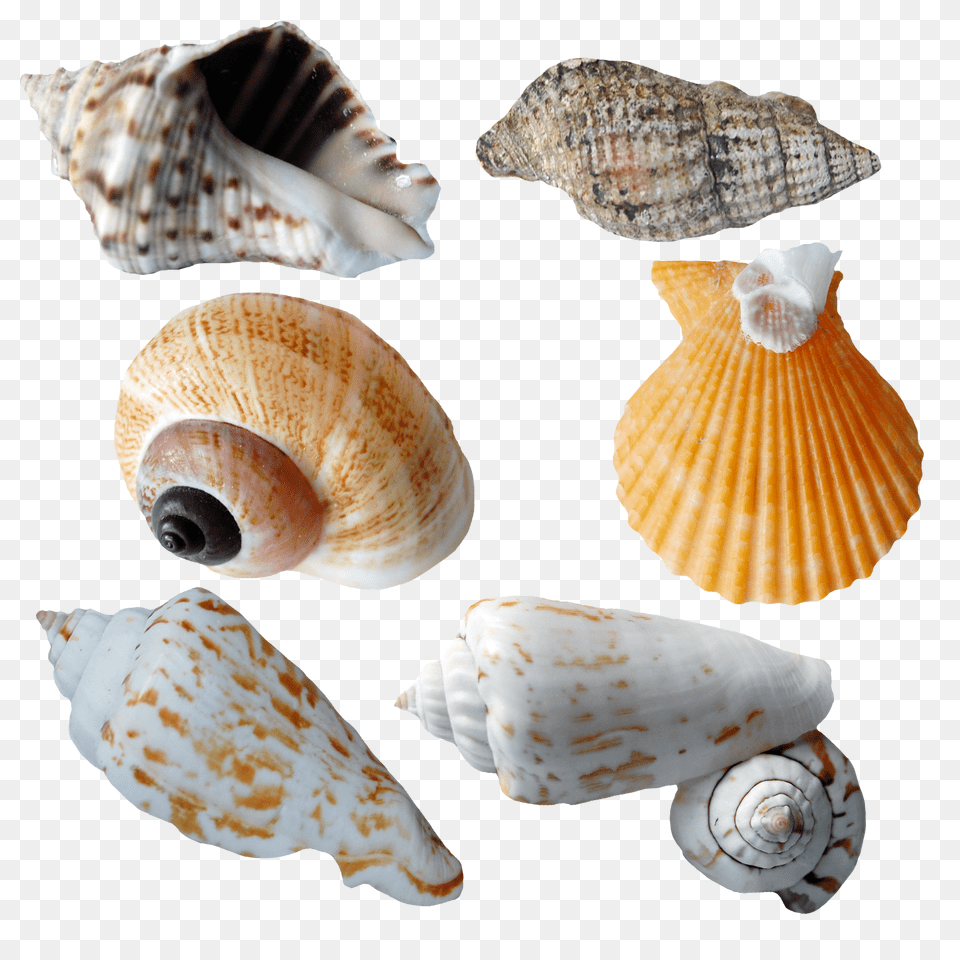 Seashell, Animal, Invertebrate, Sea Life, Insect Png