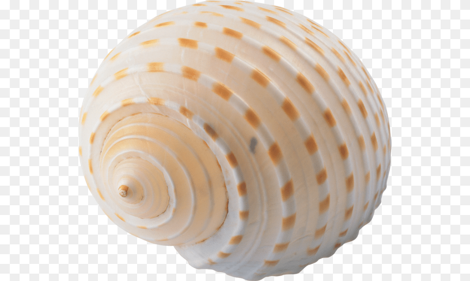 Seashell, Animal, Clam, Food, Invertebrate Png Image