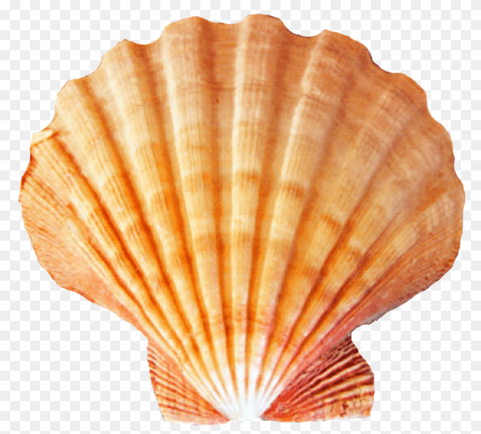 Seashell, Animal, Clam, Food, Invertebrate Png Image