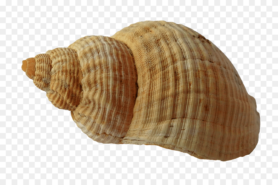 Seashell, Animal, Sea Life, Invertebrate, Conch Free Transparent Png