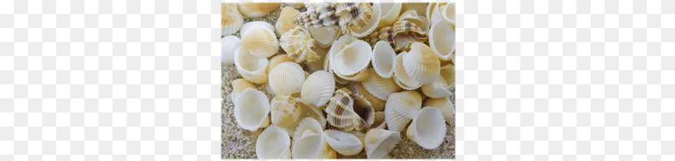 Seashell, Animal, Clam, Food, Invertebrate Png