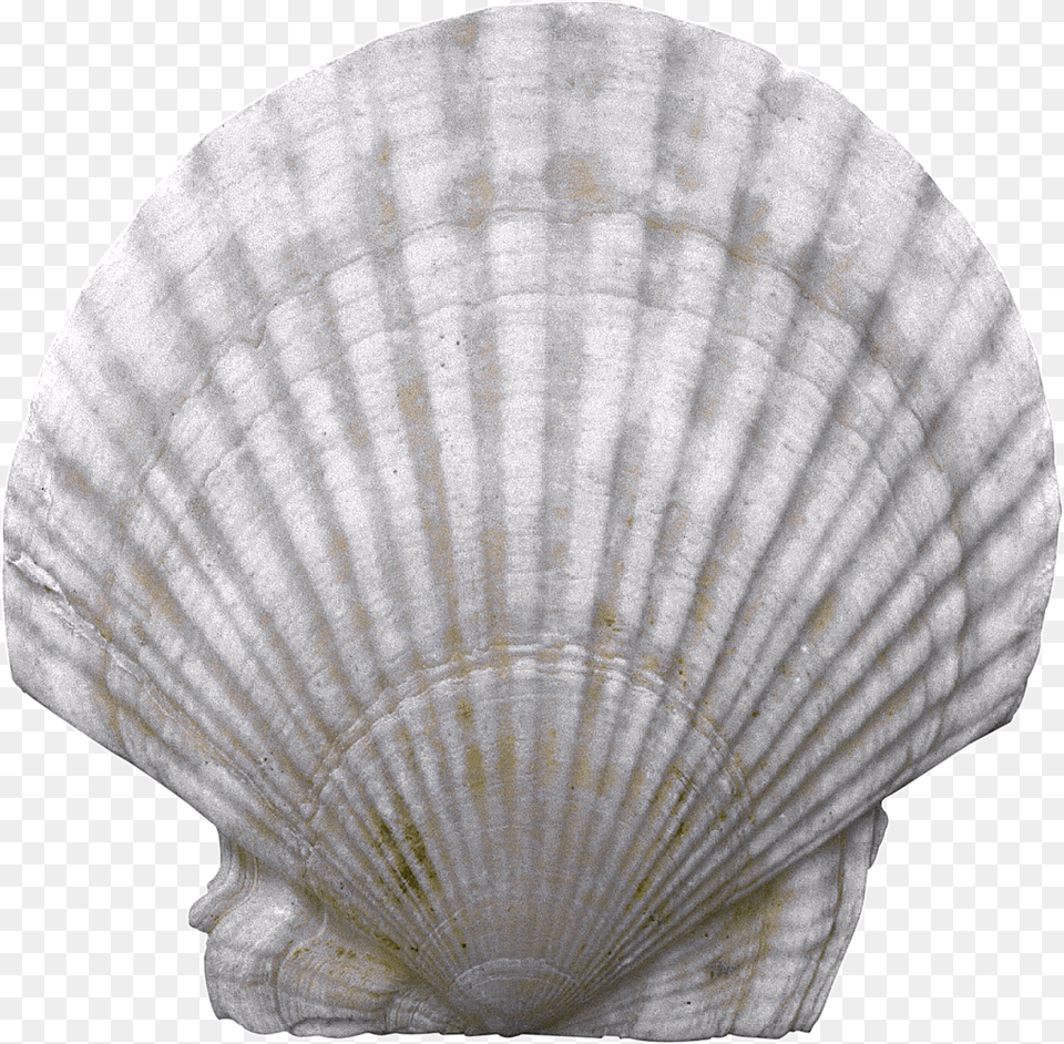 Seashell, Animal, Clam, Food, Invertebrate Free Transparent Png