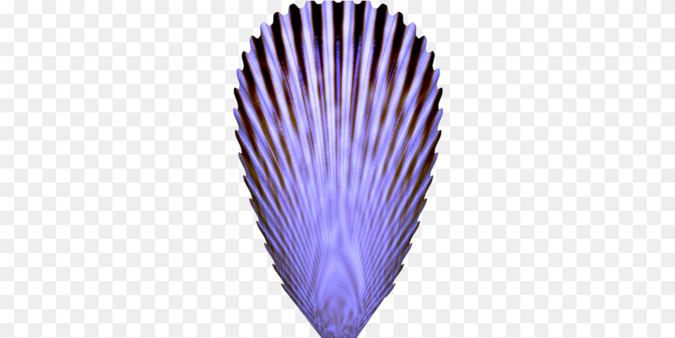 Seashell, Animal, Clam, Food, Invertebrate Png Image