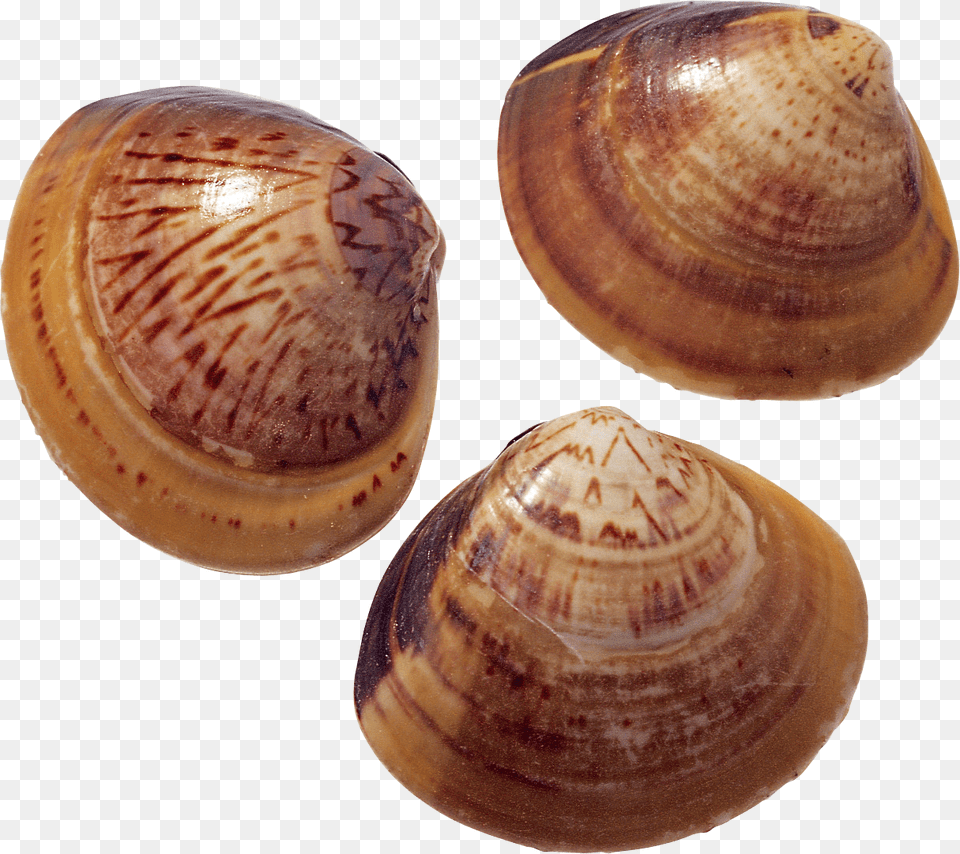 Seashell, Animal, Clam, Food, Invertebrate Free Transparent Png