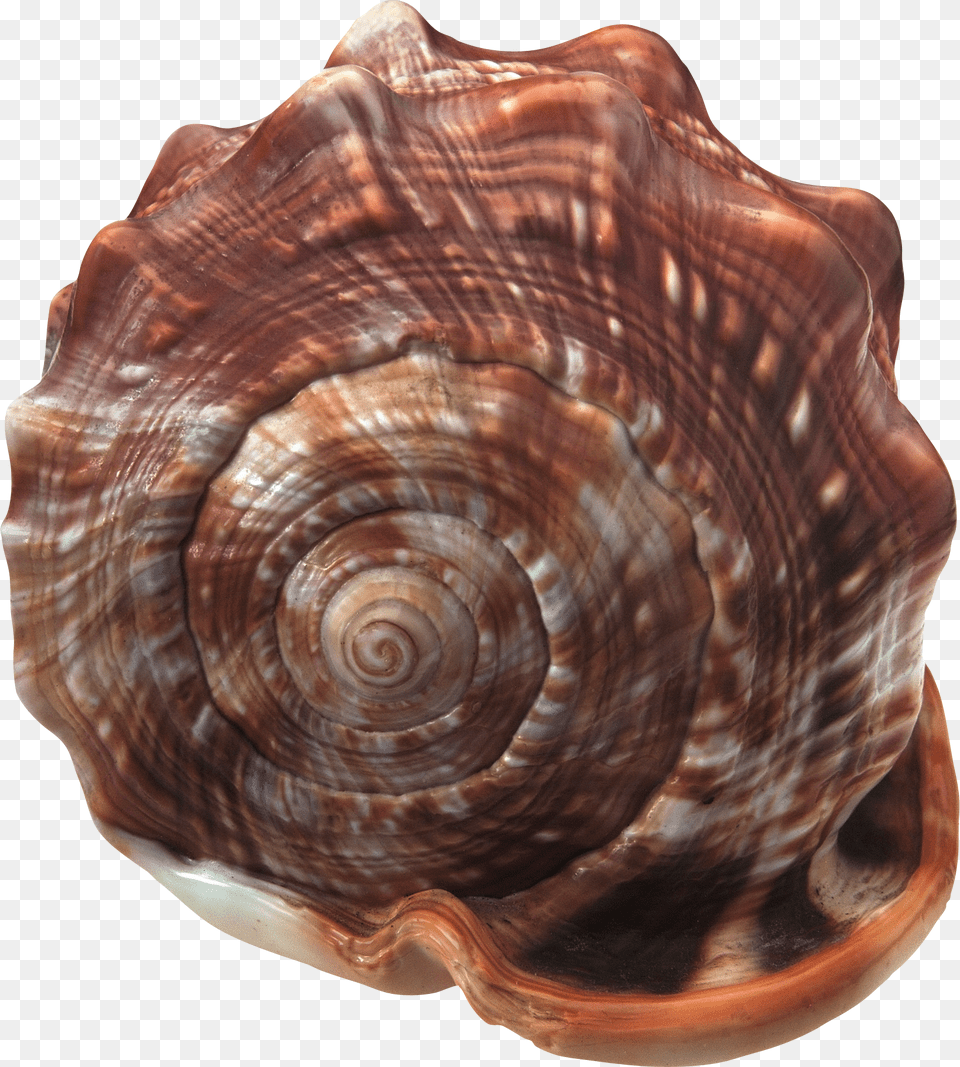 Seashell, Animal, Invertebrate, Sea Life, Insect Png