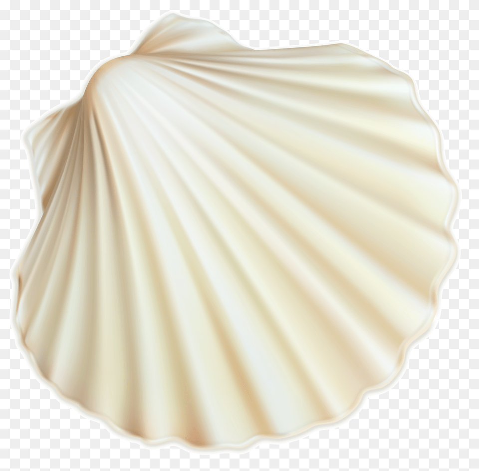 Seashell, Animal, Clam, Food, Invertebrate Free Png Download