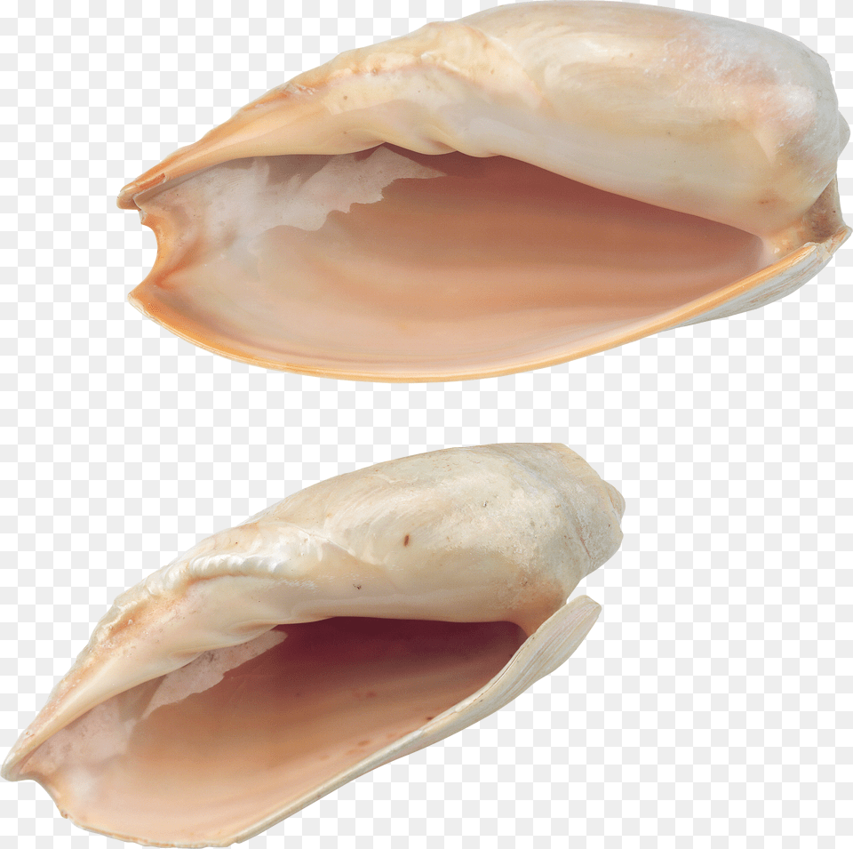 Seashell Png Image